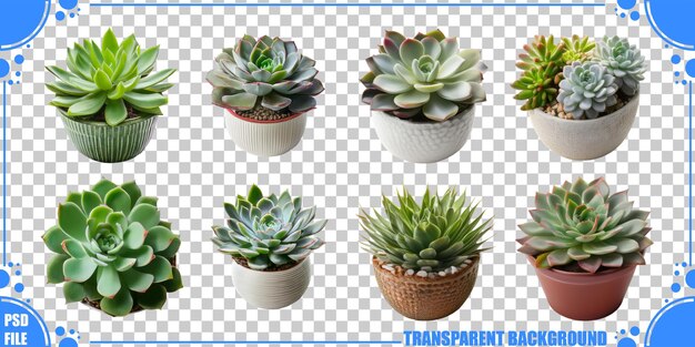 Varias plantas suculentas en ollas decorativas