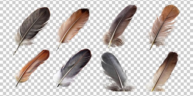 Variedad de plumas naturales sobre un fondo transparente
