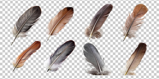 Variedad de plumas naturales sobre un fondo transparente