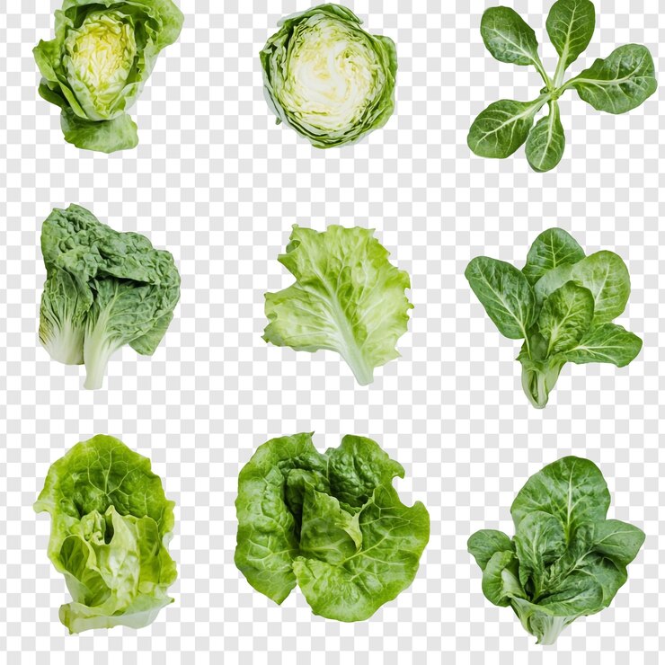 PSD gratuito verdure a foglia verde di vario tipo