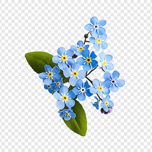 Vergeet me nietjes bloem png geïsoleerd op transparante achtergrond