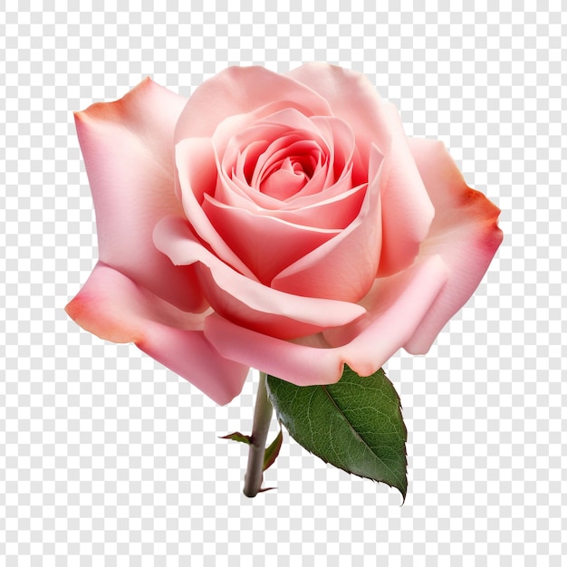 Gratis PSD vers roze roos geïsoleerd op transparante achtergrond