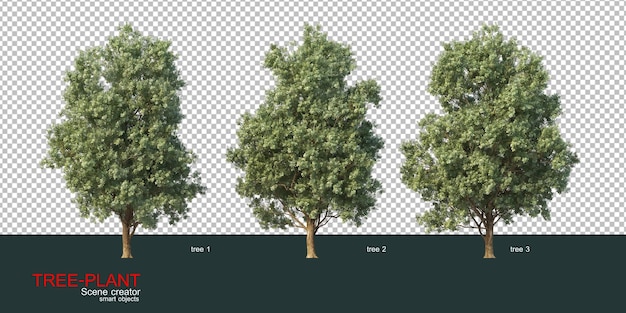 Verschillende soorten bomen