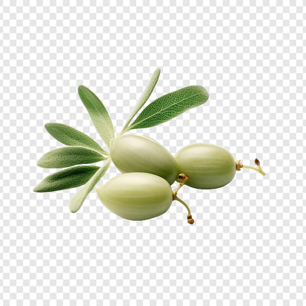 Gratis PSD verse caperberries geïsoleerd op transparante achtergrond