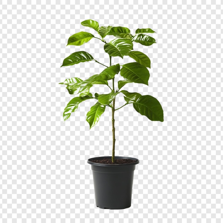 PSD Gratis vibrant green coffee plant in a pot