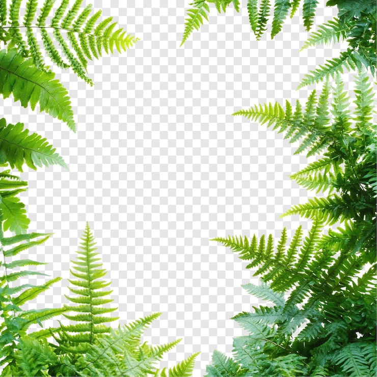 PSD Gratis vibrant green fern frame natures lush border