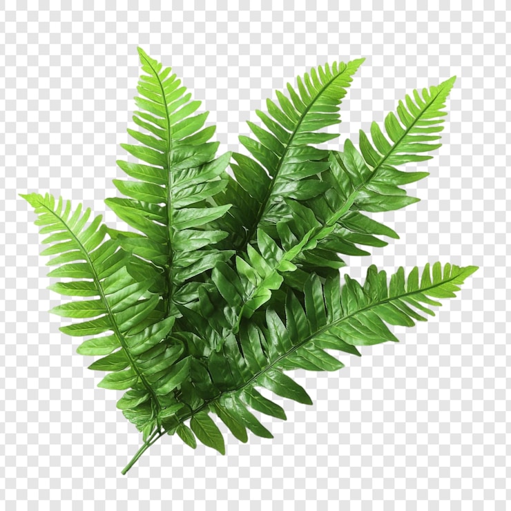 PSD Gratis vibrant green fern fronds