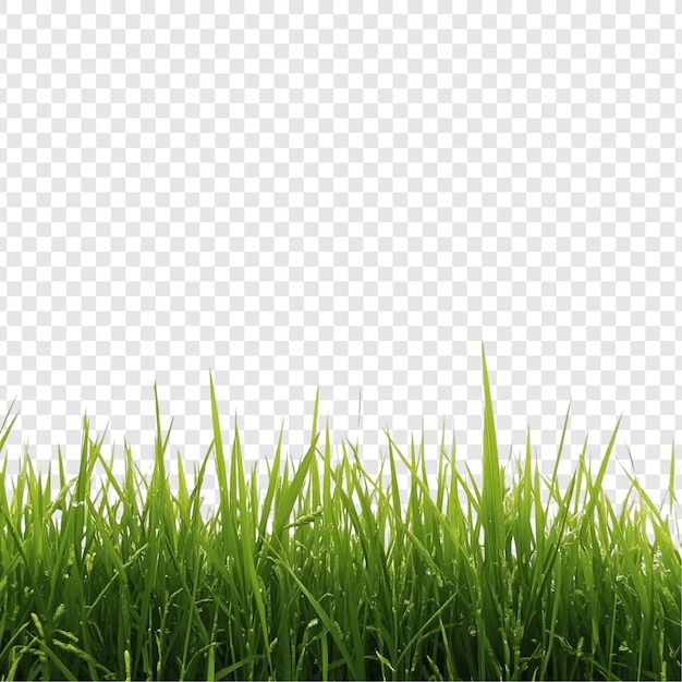 Vibrant Green Grass Blades Lush Meadow Natures Beauty