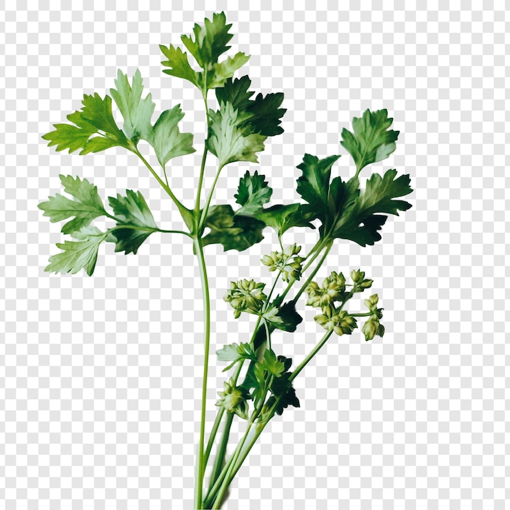 PSD Gratis vibrant green parsley sprig fresh herbs culinary delight