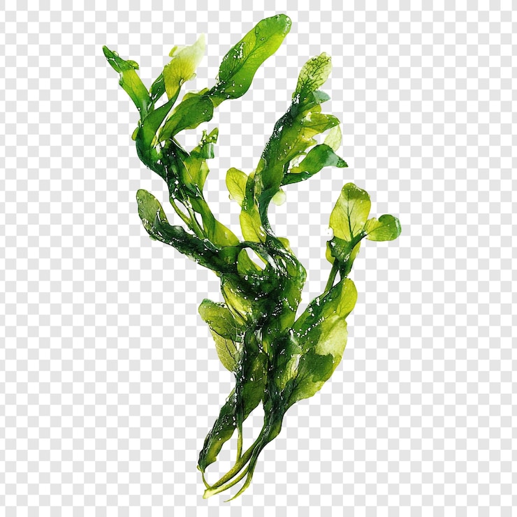 PSD Gratis vibrant green seaweed underwater