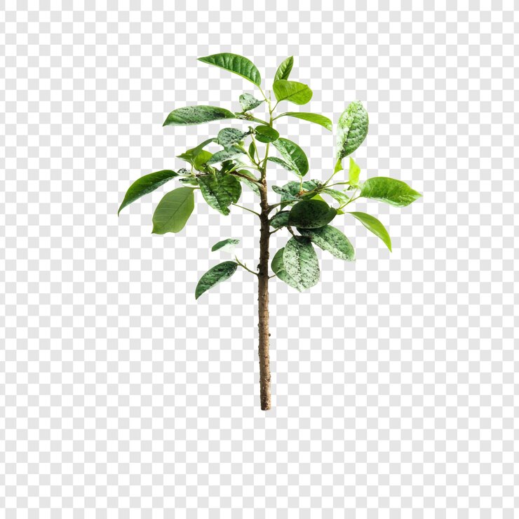 PSD Gratis vibrant young sapling a symbol of growth and renewal