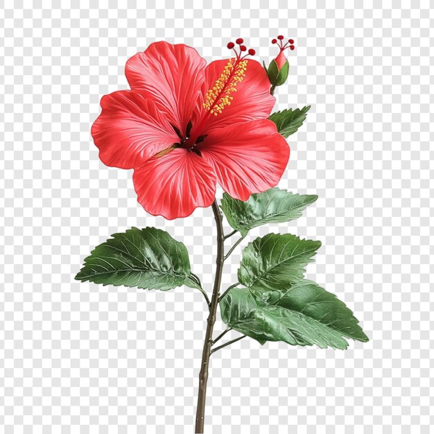 La vibrante flor del hibisco rojo