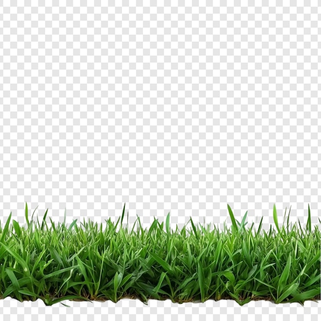 Vibrante hierba verde borde exuberante prado textura de la naturaleza alfombra