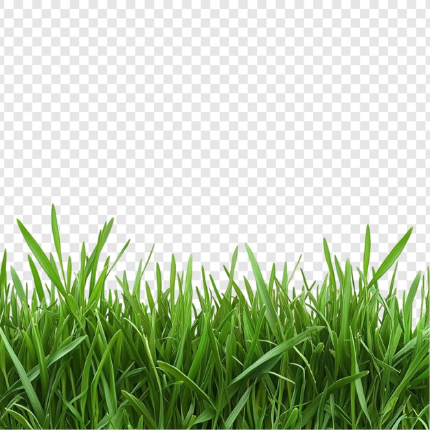 Vibrante hierba verde Fronteras de naturaleza de textura exuberante