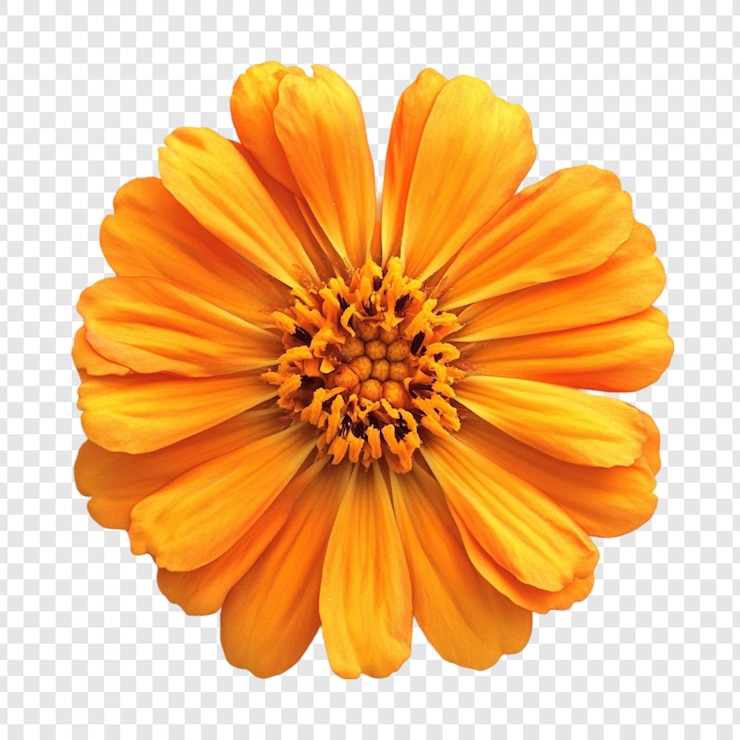 Gratis PSD vibrante oranje zinnia bloem closeup