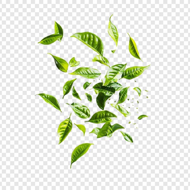 El vibrante té verde deja en movimiento una refrescante explosión de bondad de la naturaleza