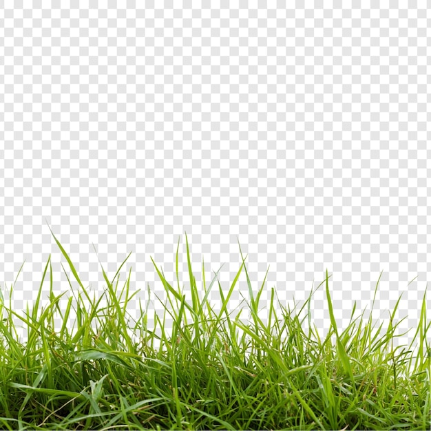 Vibrante textura de hierba verde un exuberante prado de primavera