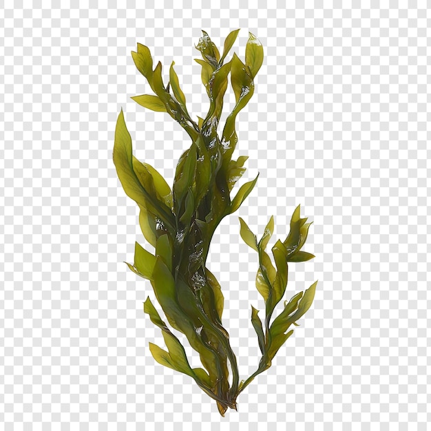 Vibrantes algas verdes Plantas acuáticas Flora del océano