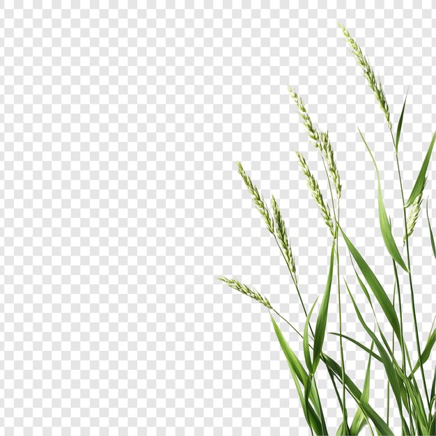 Vibrantes hojas de hierba verde con cabezas de semillas Naturalezas Serenidad