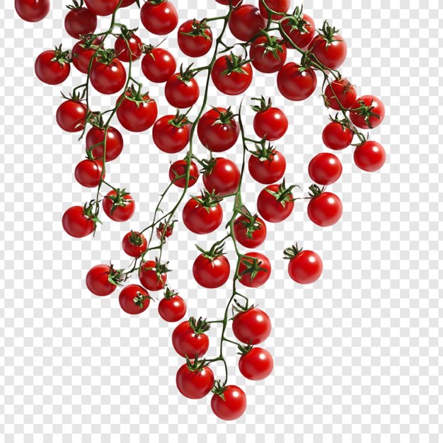 Los vibrantes tomates de cereza roja en la vid