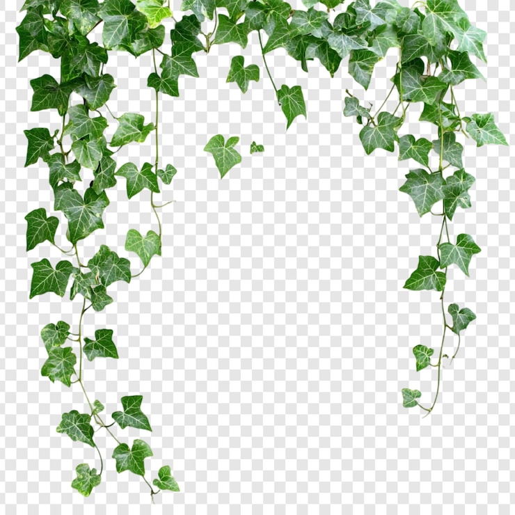 PSD gratuito vines ivy frame lush green foliage border perfetto per gli elementi di design