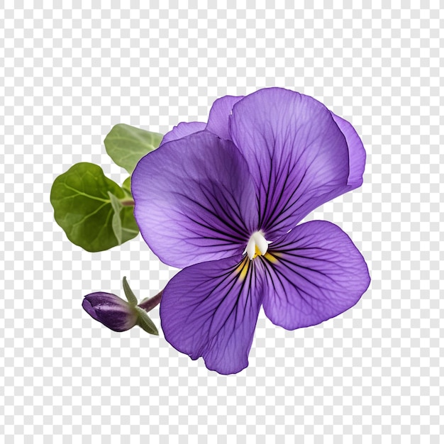 Gratis PSD violet.