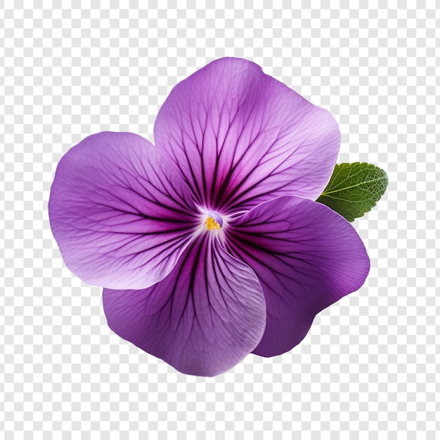 Gratis PSD violet.