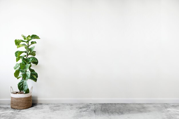 Violín hoja de higo en una habitación