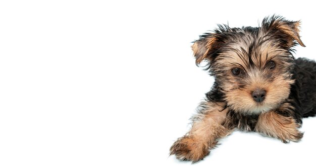Vista de adorable perro mascota