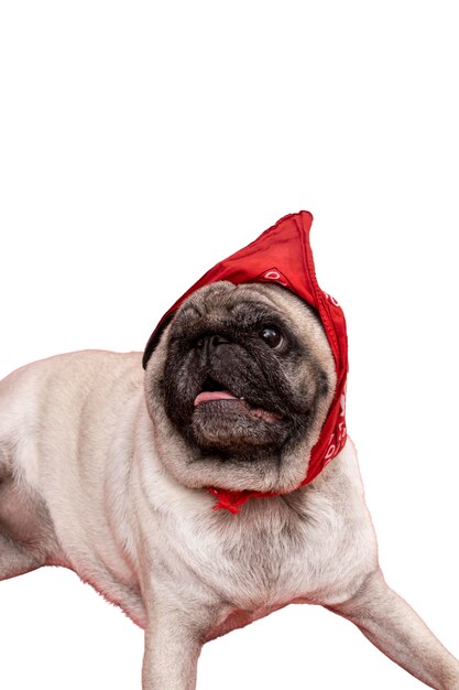 Vista del adorable perro pug