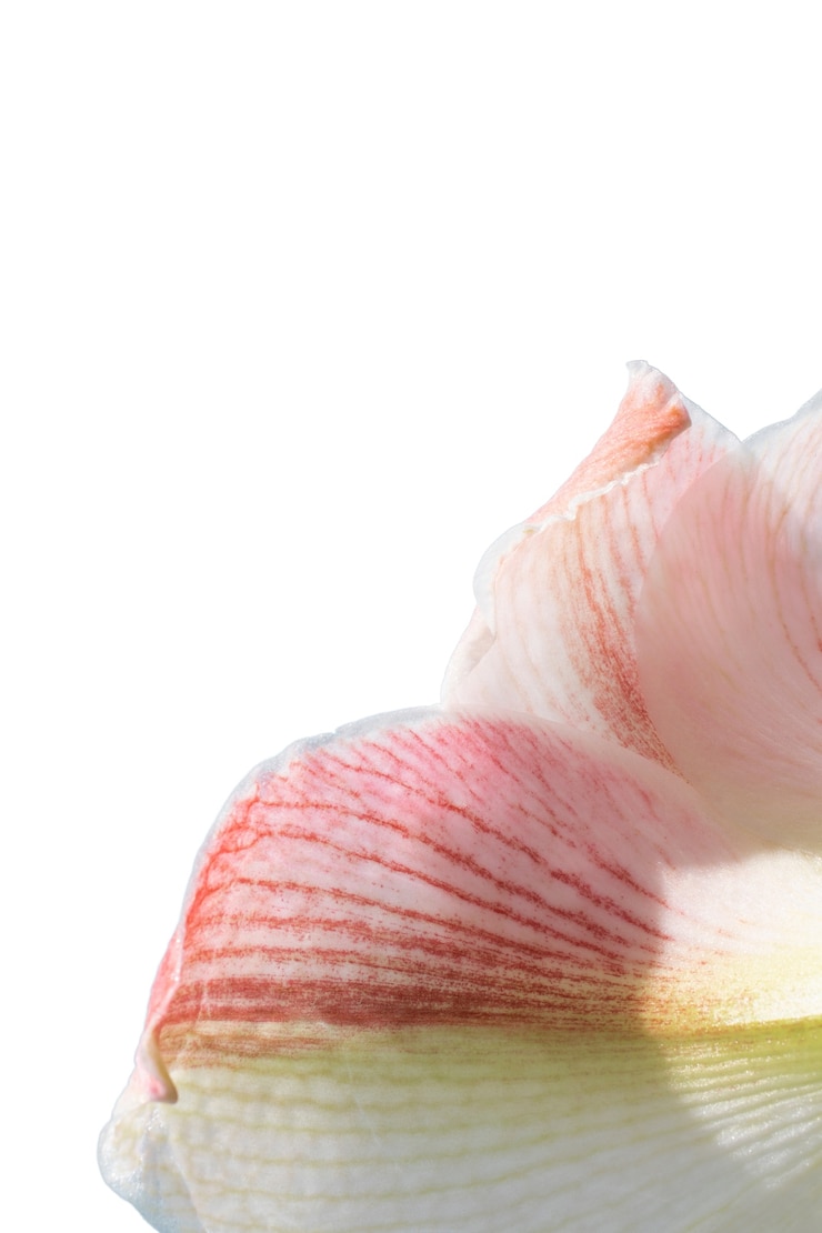 PSD gratuito vista cercana de hermosa flor en flor