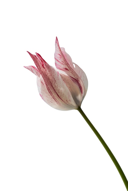 Vista del bellissimo fiore tulipano in fiore