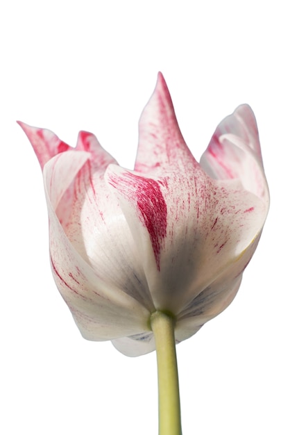 Vista del bellissimo fiore tulipano in fiore