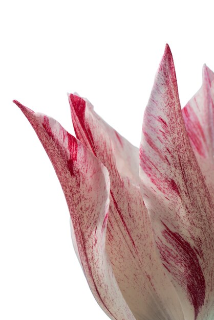Vista del bellissimo fiore tulipano in fiore