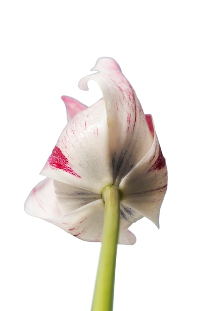Vista del bellissimo fiore tulipano in fiore