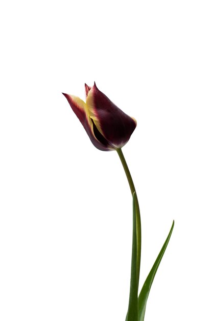 Vista del bellissimo fiore tulipano in fiore