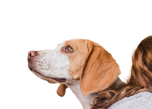 Vista del simpatico cane da compagnia marrone e bianco