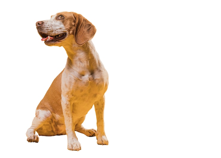 PSD gratuito vista del simpatico cane da compagnia marrone e bianco