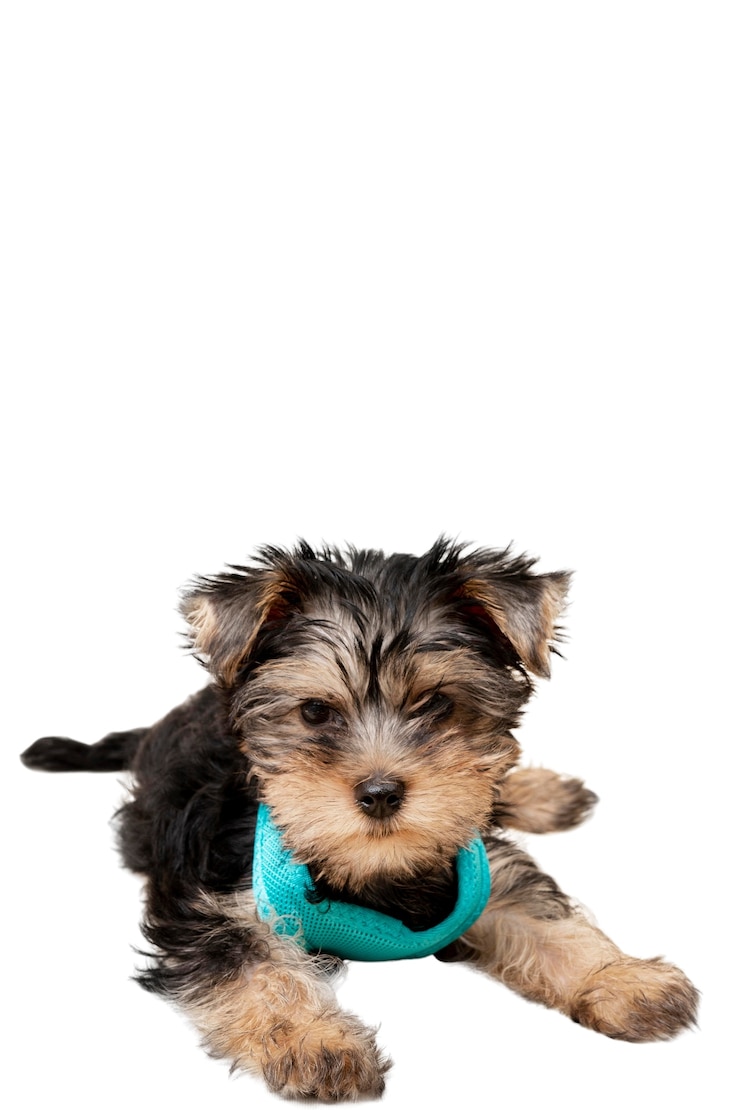 PSD gratuito vista dell'adorabile cane da compagnia