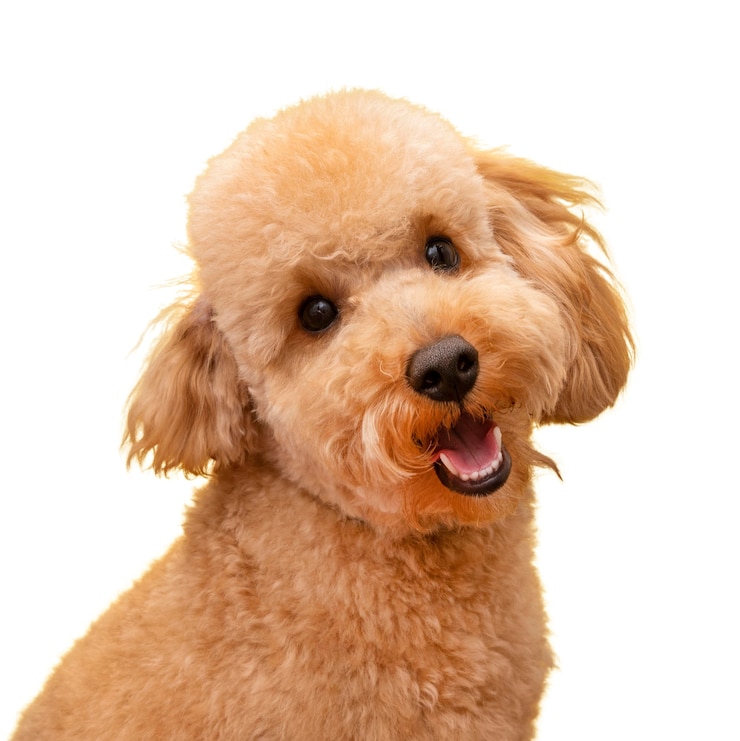 PSD gratuito vista dell'adorabile cane da compagnia
