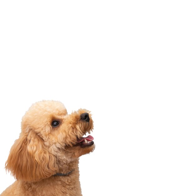 Vista dell'adorabile cane da compagnia