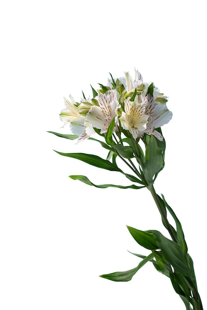 PSD gratuito vista de la hermosa flor de lirio floreciente