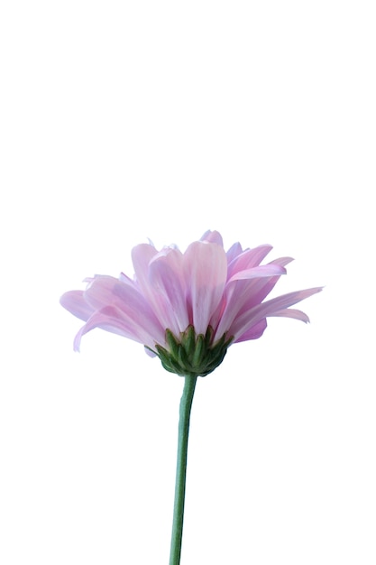 PSD gratuito vista de la hermosa flor de la margarita en flor