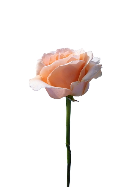 PSD gratuito vista de la hermosa flor rosa floreciente