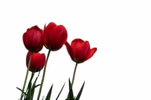 PSD gratuito vista de la hermosa flor de tulipán en flor