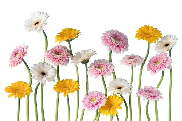 PSD gratuito vista de hermosas flores en flor