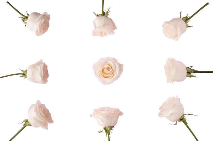 PSD gratuito vista de hermosas flores en flor