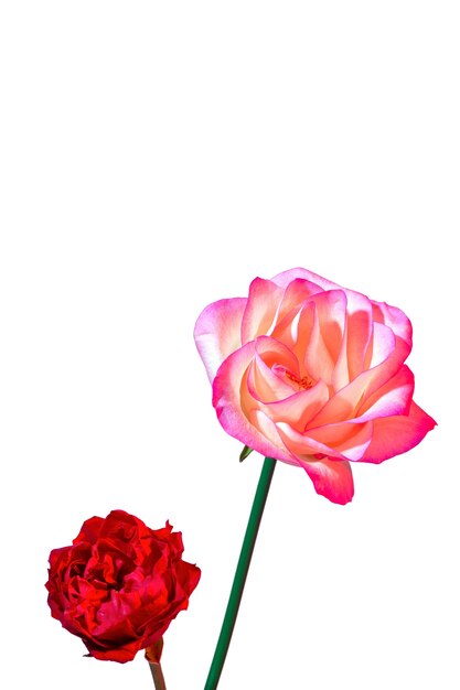 Flores Flores Rosadas Flores Hermosas Flores Decorativas PNG ,dibujos Flores  Decorativas, Flores De Dibujos Animados, Flores PNG y PSD para Descargar  Gratis