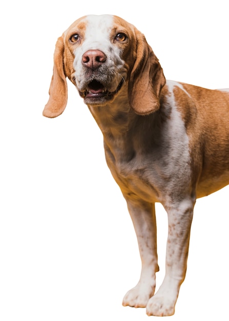 Vista de lindo perro mascota marrón y blanco