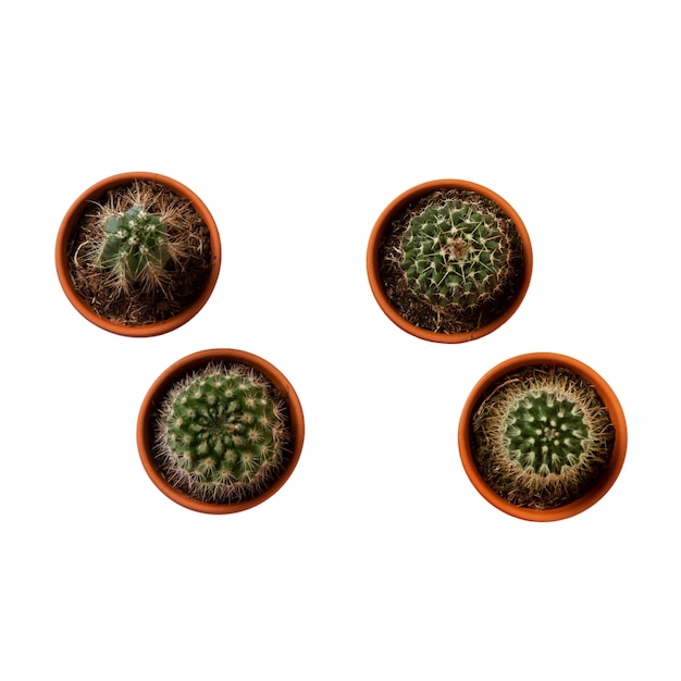 PSD gratuito vista de una planta de cactus en una olla